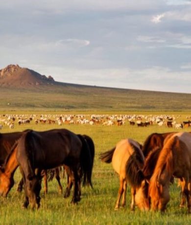 8D6N Beijing + Inner Mongolia 2
