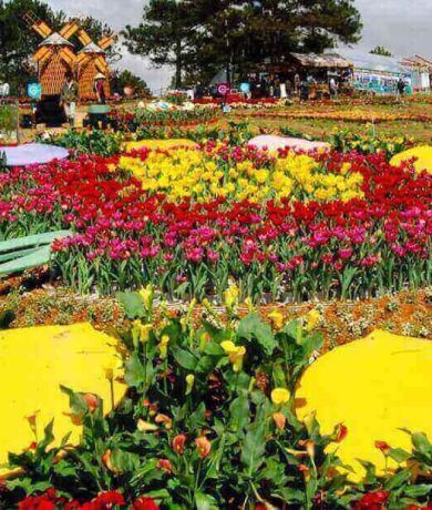 dalat_4