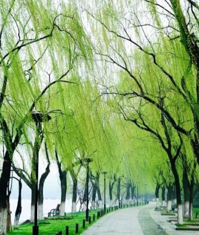 shanghai 8